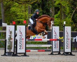 jumper Heartgold E.s. CH (Swiss Warmblood, 2014, from Heartbeat E.s. CH)