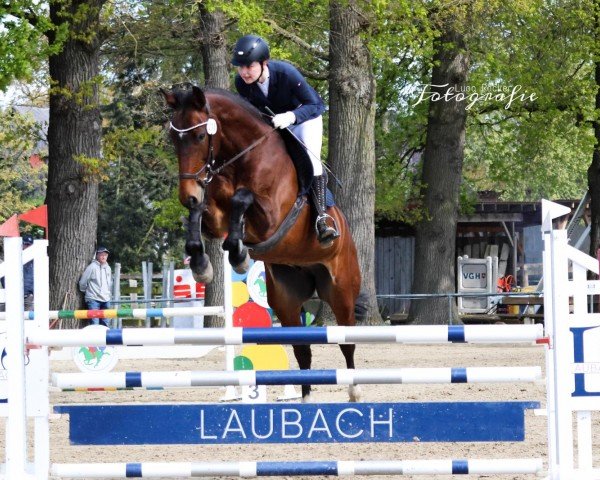 jumper Alfi 46 (Hanoverian, 2012, from Asti's Amsterdam)