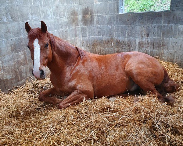 horse Aamaro Ability (Hanoverian, 2011, from Almoretto)