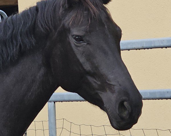 dressage horse Moccina CH (Swiss Warmblood, 2017, from Morricone) dressage horse Moccina CH (Swiss Warmblood, 2017, from Morricone)