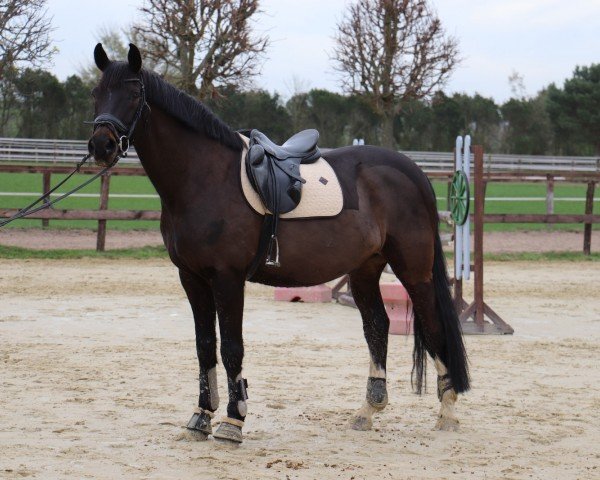 horse Playboy 258 (German Sport Horse, 2003, from Paradiesvogel)