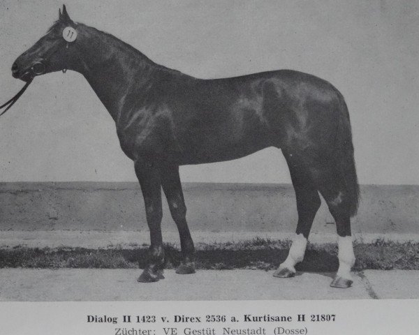 stallion Dialog II 1423 (Brandenburg, 1980, from Direx 3257)