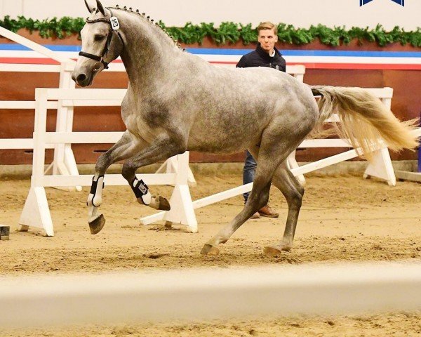 horse Cornet del Rilate (Holsteiner, 2021, from Cornet Obolensky)