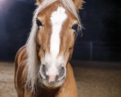 dressage horse Willowie (7,42% ox) (Edelbluthaflinger, 2009, from Willie (6,25% ox))