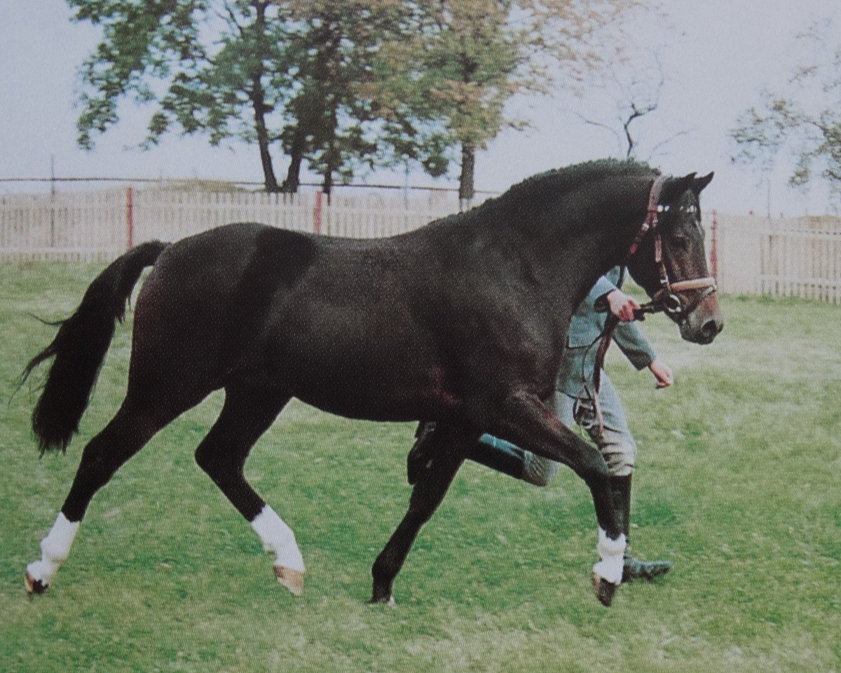 stallion Nibelungenheld II (German Riding Pony, 1989, from Nobel)