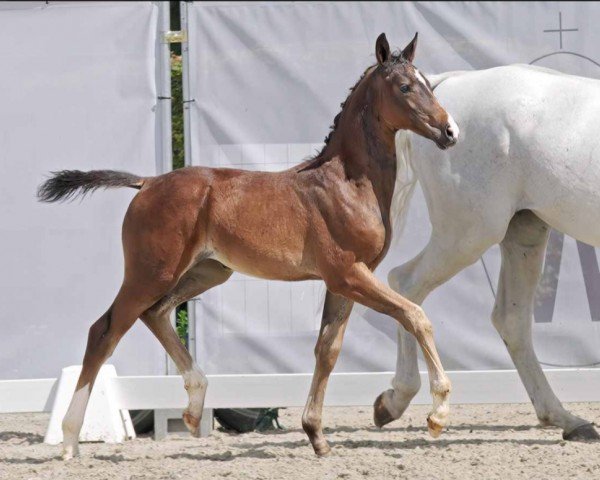 Pferd Alte Schule II (Westfale, 2023, von All Star)
