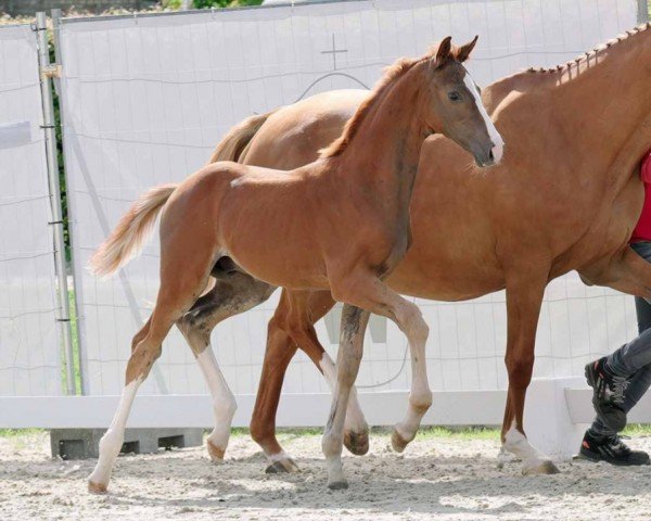 horse Hengst von Comme il faut NRW / Quidam's Rubin (Westphalian, 2023, from Comme il Faut) horse Hengst von Comme il faut NRW / Quidam's Rubin (Westphalian, 2023, from Comme il Faut)
