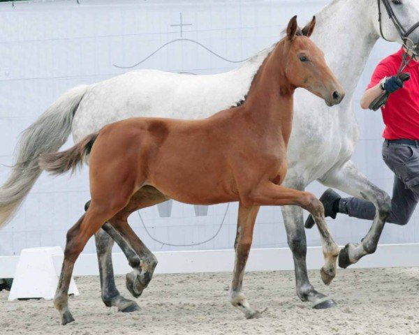 horse Only Magic (Westphalian, 2023, from Ogano Sitte)