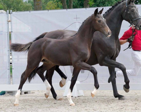 horse Flötzinger (Westphalian, 2023, from Fidertanz)