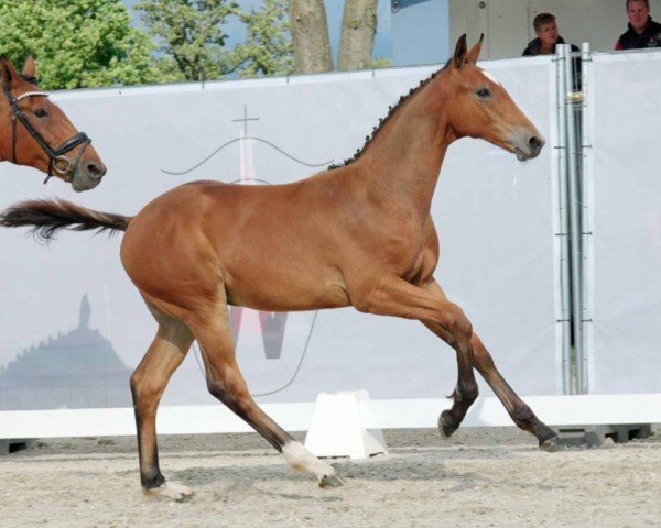 horse Jumbo MR (Westphalian, 2023, from Jasper)
