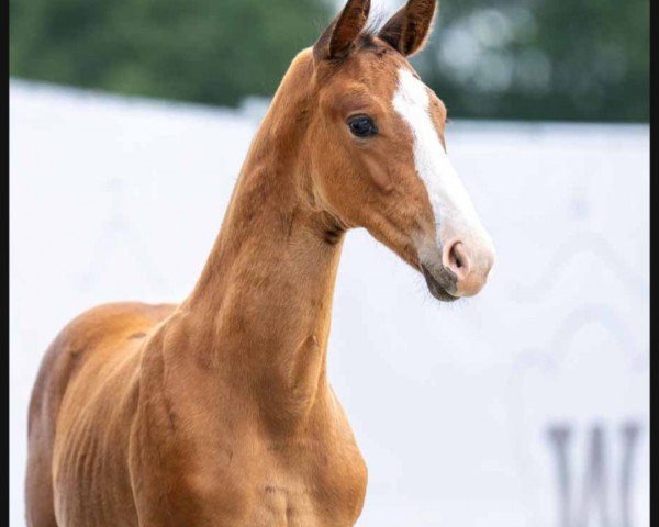 horse Five Gum (Westphalian, 2023, from Fanegro)