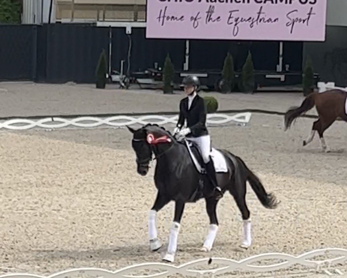 dressage horse Polynero 3 (Rhinelander, 2012, from Polystar)