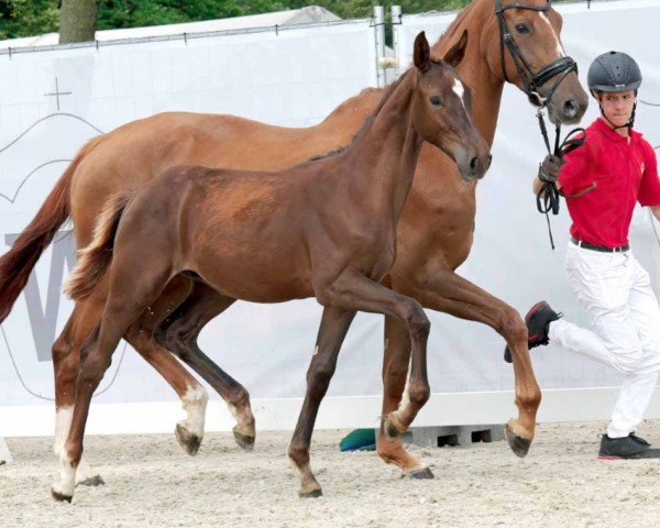 horse Come Together (Westphalian, 2023, from Comme il Faut)