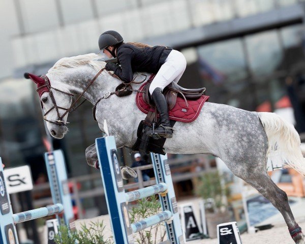 jumper Curtis J (Oldenburg show jumper, 2016, from Calatos)