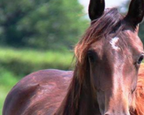 horse Fusee du Montceau (Selle Français, 2015, from Tornesch)