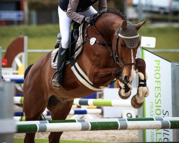 jumper Denver 257 (Württemberger, 2013, from Dipylon)