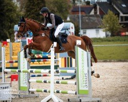 jumper Idaho 21 (German Sport Horse, 2017, from VDL Iowa)