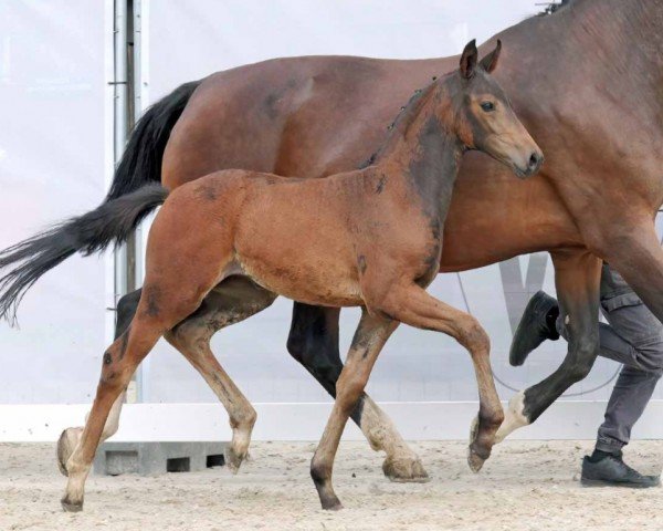 horse Rock my World B (Westphalian, 2023, from Rocketeer NRW)