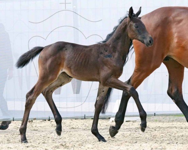 horse Catch a Smile (Westphalian, 2023, from Chaccothage Blue PS)