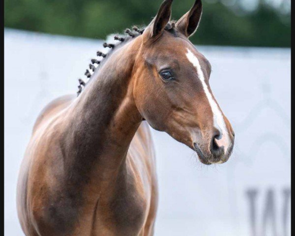 horse Pegasus W (Westphalian, 2023, from Pegase van 't Ruytershof)