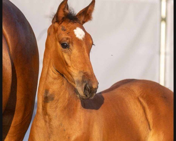 horse Cleine Prinzessin (Westphalian, 2023, from Chellci Orange L)