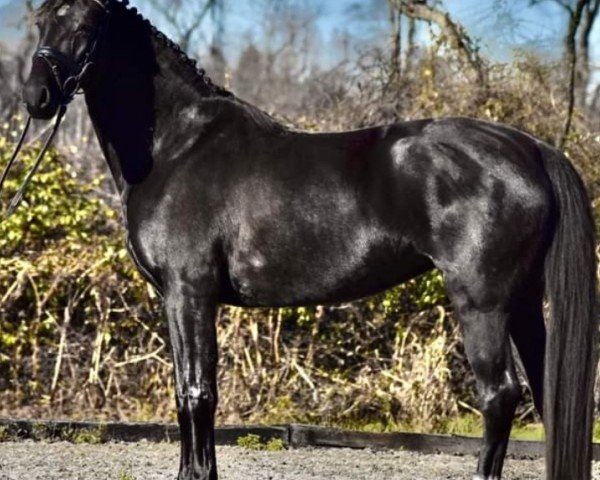 horse Esprit de Pavie (Westphalian, 2019, from Escamillo)