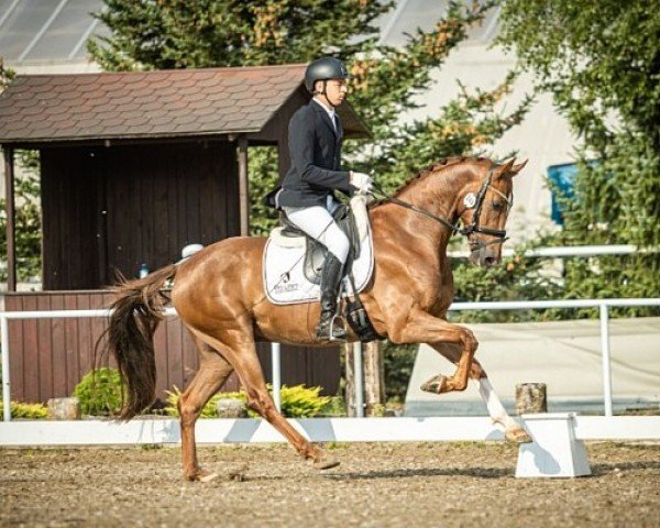 horse Enjoy (Westphalian, 2018, from Elton John Dvb)