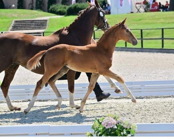 horse Vanory (Oldenburg, 2023, from Vitalos FRH)