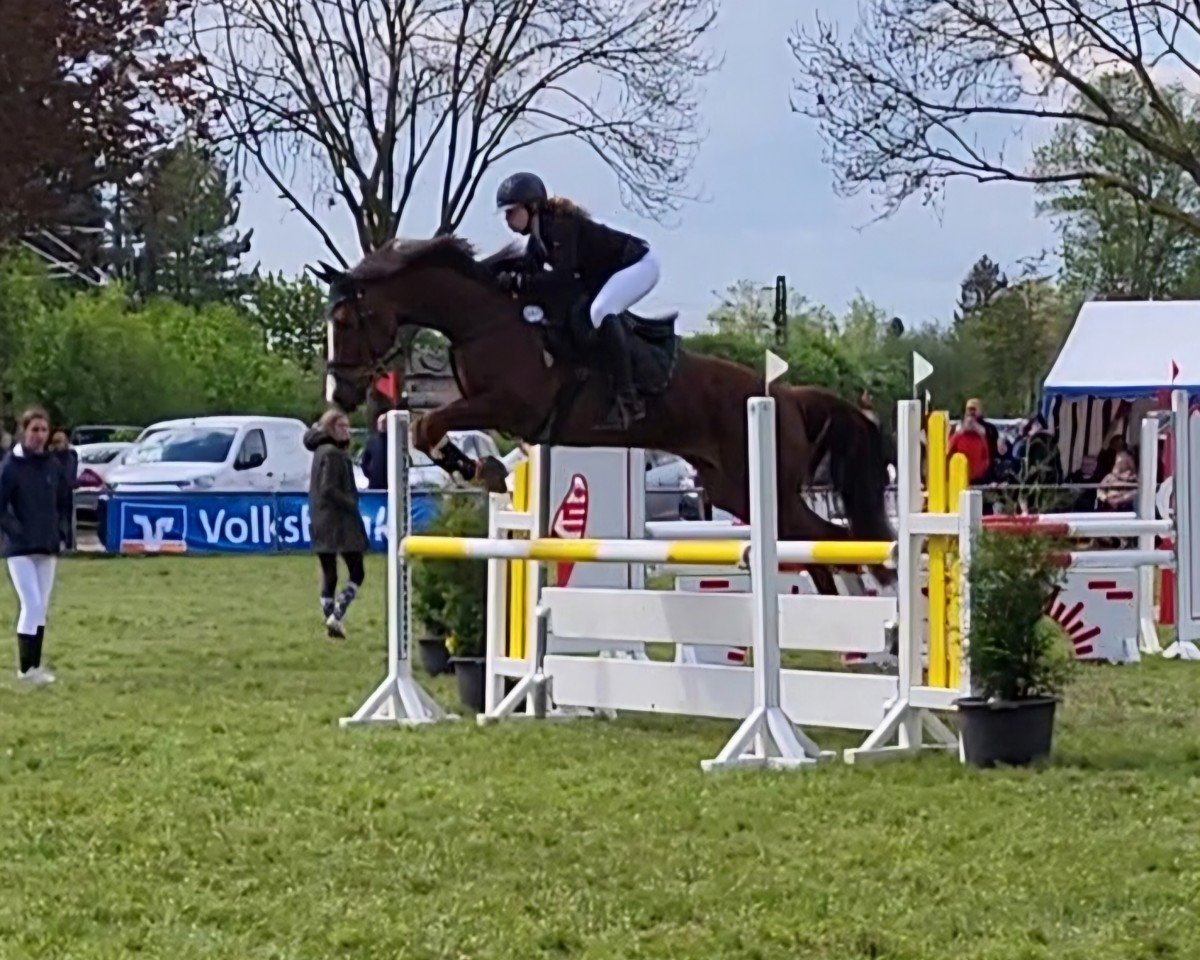 Cavallo da salto Candyman 154 (Renano, 2015, di Cinsey)