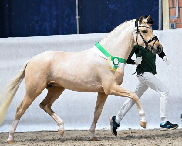 Dressurpferd Crown Nullnullsieben (Deutsches Reitpony, 2020, von Notting Hill 2)