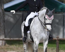 dressage horse Maleficent 2 (Trakehner, 2013, from All Inclusive)