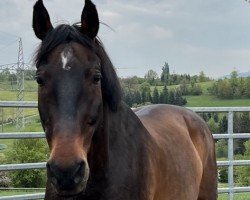 dressage horse Aaron 386 (Oldenburg show jumper, 2007, from Aralimbo)