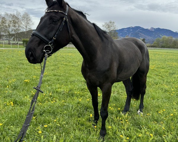 jumper Chuck 57 (German Sport Horse, 2017, from I'm Special de Muze) jumper Chuck 57 (German Sport Horse, 2017, from I'm Special de Muze)