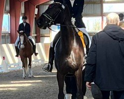 dressage horse Jeanne d'Arc 28 (Oldenburg, 2017, from Glock's Johnson Tn)