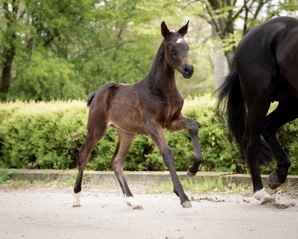 stallion Fidelio N (Hanoverian, 2024, from For Dior)