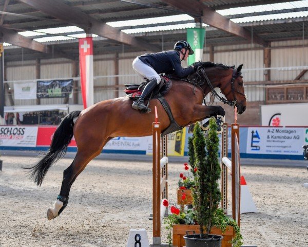 jumper Dior X (Hanoverian, 2019, from Diacontinus)