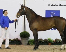 jumper Cardo Hesa du Grand Champ (Belgium Sporthorse, 2008, from Radco d'Houtveld)