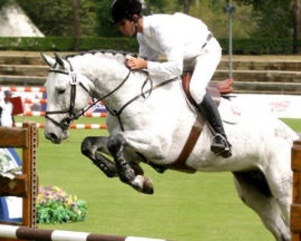 Ogier kryjący Centinaio d'Ive Z (Zangersheide Reitpferd, 2002, od Cento)