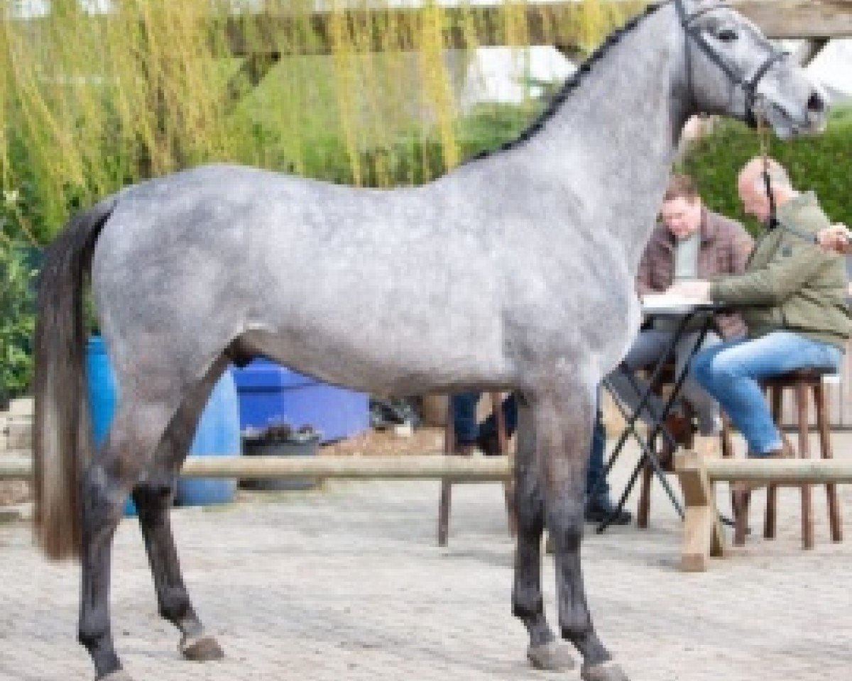 jumper Cuba Libre de Muze Z (Zangersheide riding horse, 2015, from Cornet Obolensky)