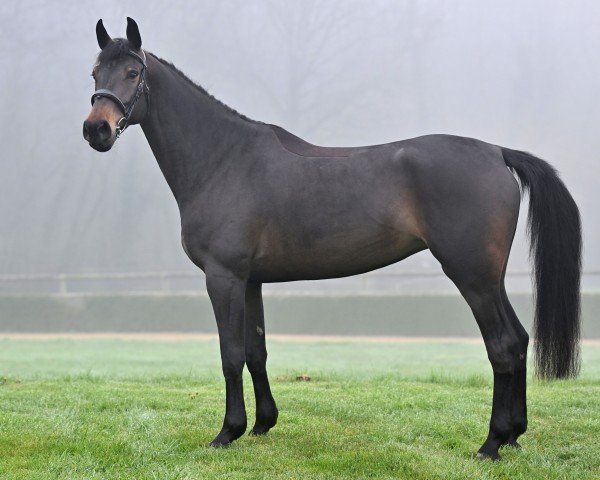 horse Titaness P vd Donkhoeve (Belgian Warmblood, 2019, from Pegase van 't Ruytershof)