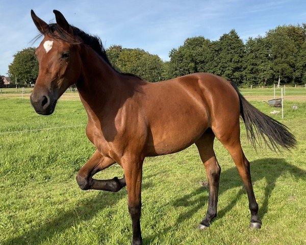 horse Blandje (Oldenburg, 2022, from Fürst Samarant)