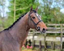 Springpferd Shakespaere de Muze (Belgisches Warmblut, 2018, von Eames de Hus)