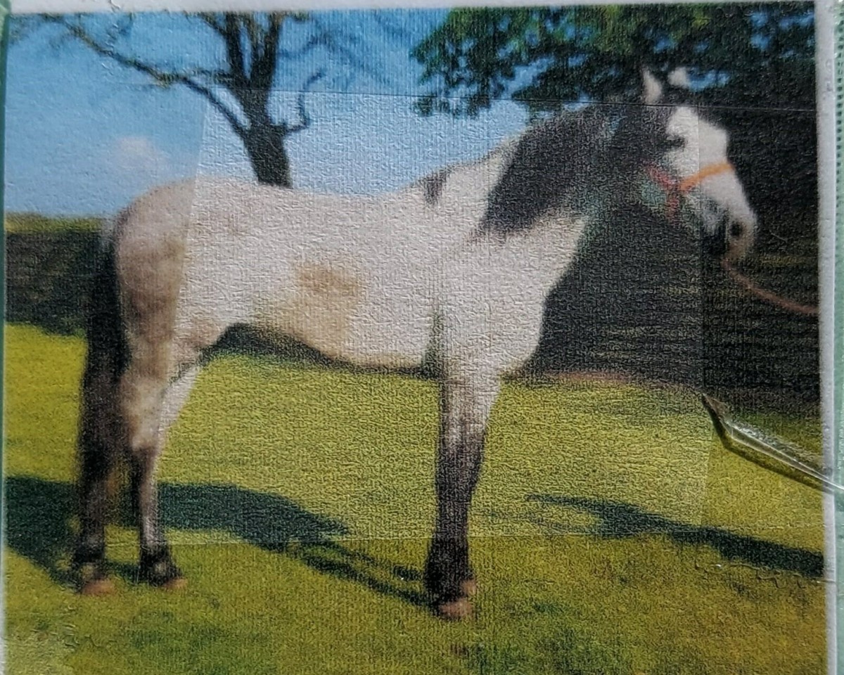 Pferd Guindero (Pura Raza Espanola (PRE), 2011, von Brasil v)