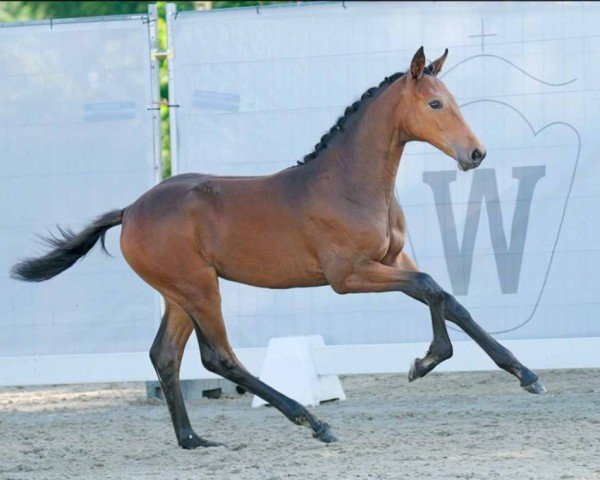 horse Frieda (Westphalian, 2023, from Forlee)