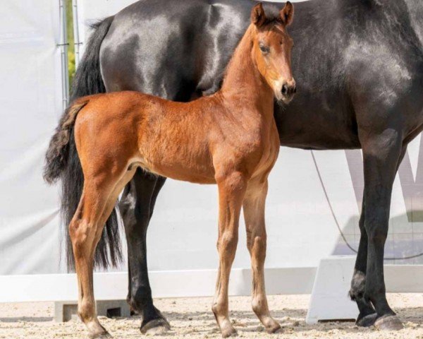 horse Volt (Westphalian, 2023, from Vitalis)