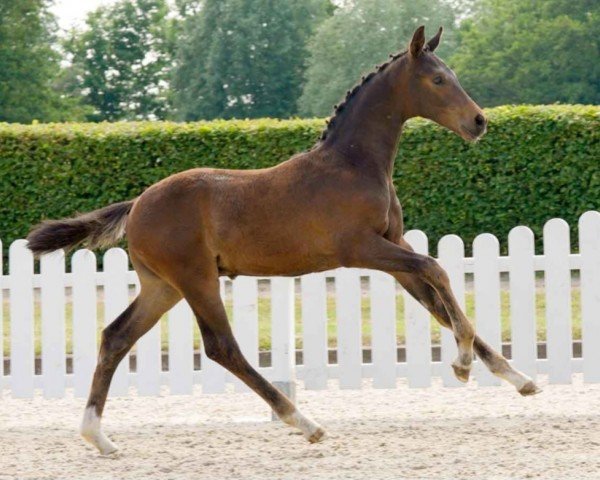 horse Don Perignon (Westphalian, 2021, from Dynamic Dream)