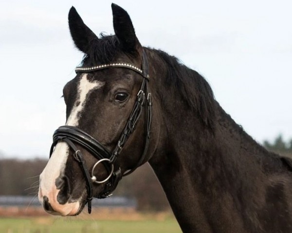 Pferd Noah (KWPN (Niederländisches Warmblut), 2018, von Hometown)