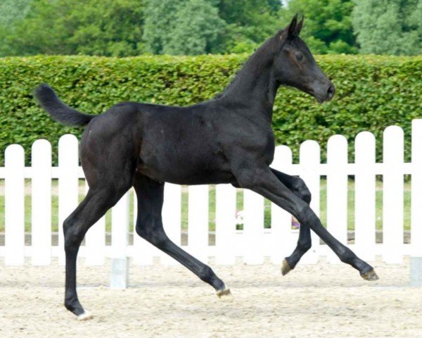 Pferd Costa Brava (Westfale, 2021, von Cornet Obolensky)