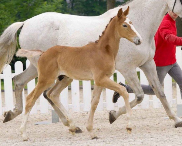 horse Fascino (Westphalian, 2021, from For Treasure VDL)