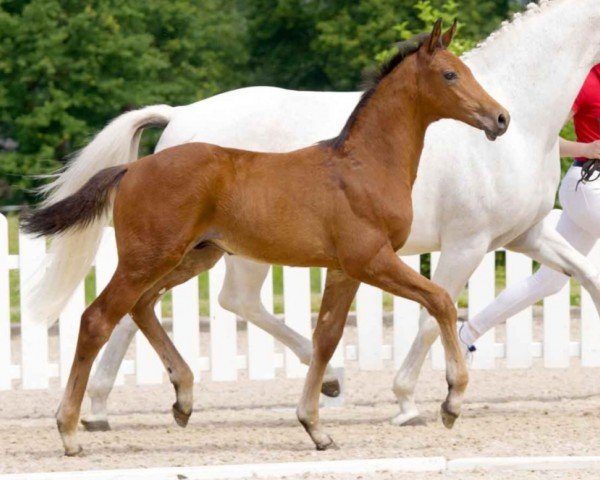 horse Higgins (Westphalian, 2021, from Hickstead Blue)
